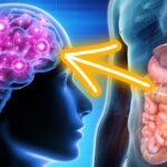 gut brain connection