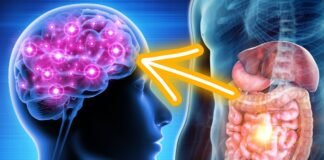 gut brain connection