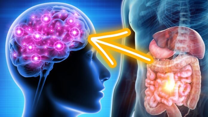 gut brain connection