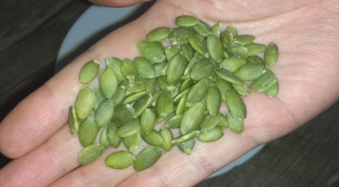 वरिष्ठ प्रोटीन फूड्स – अंडों से ज्यादा प्रोटीन वाली 10 भारतीय चीजें, 60 के बाद मांसपेशियां मजबूत करने के उपाय वरिष्ठ प्रोटीन फूड – 60 के बाद मांसपेशियां मजबूत करने के उपाय